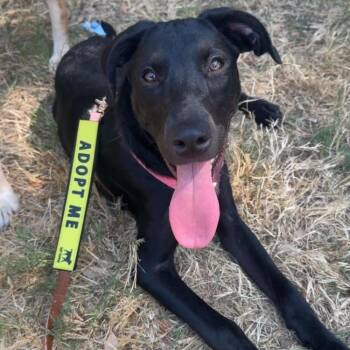 Faith -  Black Labrador Retriever Dog for Adoption - Faith | PetCurious