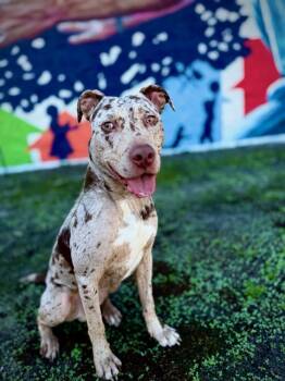 Rescue Mixed Breed Dogs for Adoption in Jacksonville, Florida - ELLIO | PetCurious