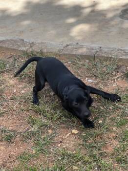 Huey -  Catahoula Leopard Dog and Labrador Retriever Dog for Adoption in Lakemont, Georgia - Huey | PetCurious