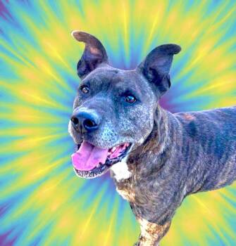 Terrier and Plott Hound Dogs Available for Adoption in San Antonio, Texas - Jack | PetCurious