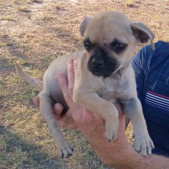 Rescue Pug Dogs for Adoption in West Islip, New York - April | PetCurious