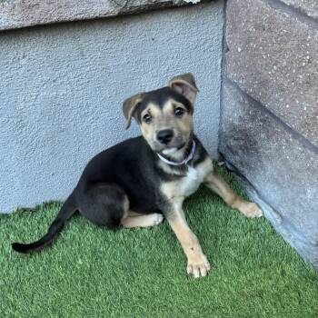 Rainbow -  Mixed Breed Dog for Adoption in Las Vegas, Nevada - Rainbow | PetCurious