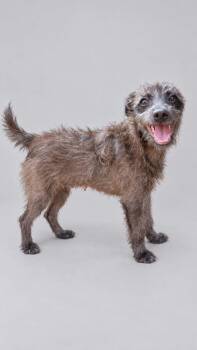 Olive -  Mixed Breed Dog for Adoption in Monticello, Minnesota - Olive | PetCurious