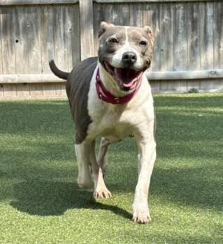 Rescue Pit Bull Terrier Dogs for Adoption in Pembroke, Massachusetts - Annabelle | PetCurious