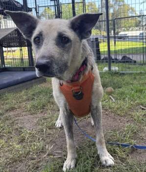 German Shepherd Dog Dogs Available for Adoption - Mimosa | PetCurious