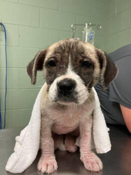 Mixed Breed Dogs Available for Adoption - Whitney | PetCurious