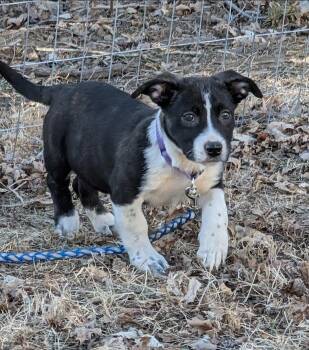 Corgi and Terrier Dogs Available for Adoption - Kate | PetCurious