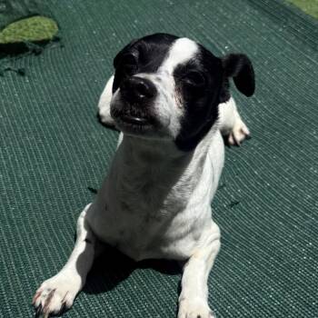 Lucas 3516 -  Mixed Breed Dog for Adoption in Loxahatchee Groves, Florida - Lucas 3516 | PetCurious