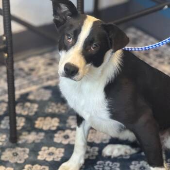 Rescue Border Collie Dogs for Adoption in Sonora, California - Floki | PetCurious