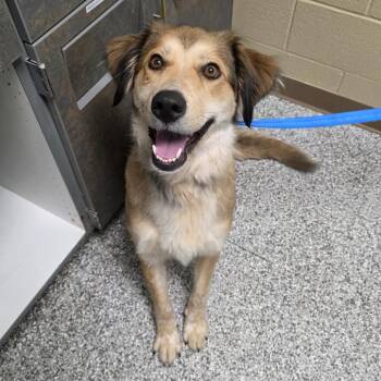 Sadie -  Golden Retriever and Mixed Breed Dog for Adoption in Cheyenne, Wyoming - Sadie | PetCurious