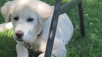 Rescue Great Pyrenees and Akbash Dogs for Adoption in Bountiful, Utah - Holly | PetCurious