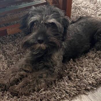 Australian Shepherd and Poodle Dogs Available for Adoption - Nova | PetCurious