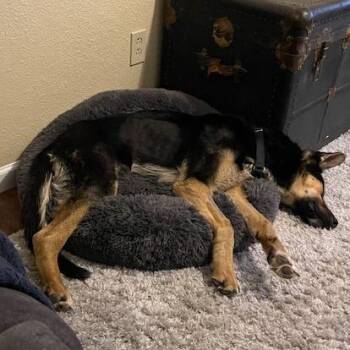 German Shepherd Dog Dogs Available for Adoption in Flagstaff, Arizona - Jeter - In Foster! | PetCurious