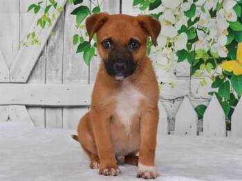 MARK -  Catahoula Leopard Dog and Mixed Breed Dog for Adoption in Oroville, California - MARK | PetCurious