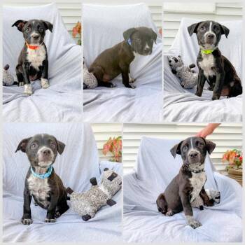 Pickle -  Mixed Breed Dog for Adoption in Murray, Kentucky - Pickle | PetCurious