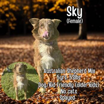 Rescue Australian Shepherd Dogs for Adoption in Lancaster, Kentucky - Sky | PetCurious