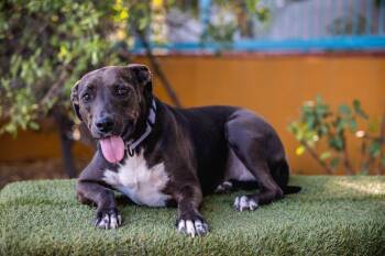 Black Labrador Retriever Dogs Available for Adoption - Kira | PetCurious