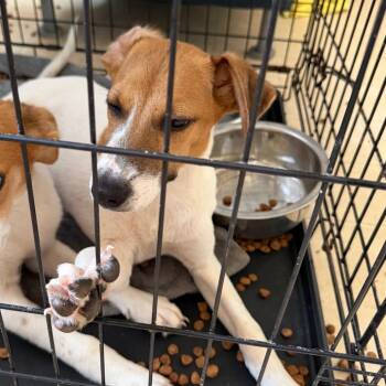 Purple Rain -  Hound and Mixed Breed Dog for Adoption in Nashville, Tennessee - Purple Rain | PetCurious