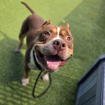 Bo -  American Bulldog and Pit Bull Terrier Dog for Adoption in Greensboro, North Carolina - Bo | PetCurious