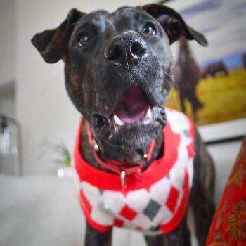 Mixed Breed Dogs Available for Adoption in Lutz, Florida - Taylor | PetCurious
