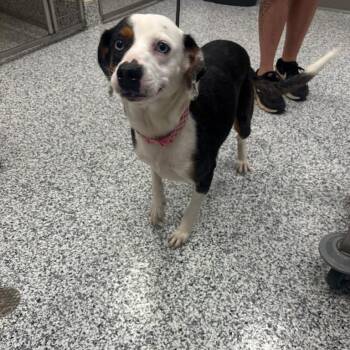 Sky -  Catahoula Leopard Dog and Beagle Dog for Adoption in Madisonville, Tennessee - Sky | PetCurious