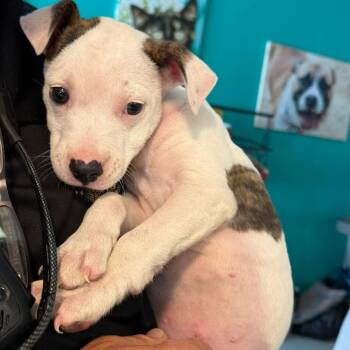 Romeo -  American Staffordshire Terrier and Pit Bull Terrier Dog for Adoption in Colonial Heights, Virginia - Romeo | PetCurious