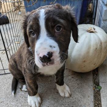 Retriever and Pit Bull Terrier Dogs Available for Adoption - Venom  | PetCurious