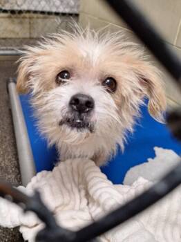*DIAMOND -  Terrier Dog for Adoption in Woodland, California - *DIAMOND | PetCurious