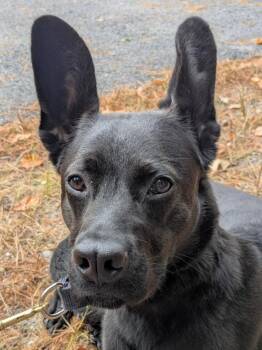 Rescue Mixed Breed Dogs for Adoption in Swanzey, New Hampshire - Sam | PetCurious