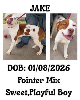 Jake -  English Pointer and German Shorthaired Pointer Dog for Adoption in Albany, Georgia - Jake | PetCurious