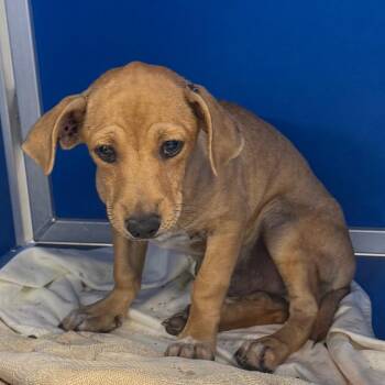 Barrett -  Mixed Breed Dog for Adoption in Las Cruces, New Mexico - Barrett | PetCurious