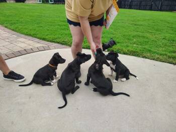 Luisa (Encanto Crew) -  Labrador Retriever and Pit Bull Terrier Dog for Adoption in Gillsville, Georgia - Luisa (Encanto Crew) | PetCurious
