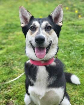 Rescue Husky Dogs for Adoption in San Francisco, California - Alyssa *Courtesy Post* | PetCurious