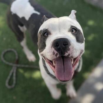 Rescue Pit Bull Terrier Dogs for Adoption in Apache Junction, Arizona - Gatsby | PetCurious
