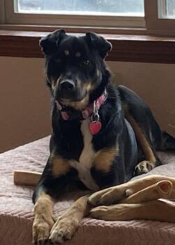 Rottweiler Dogs Available for Adoption - Cadence | PetCurious