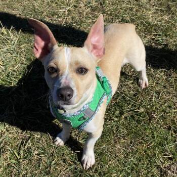 Mixed Breed Dogs Available for Adoption - Dipsy | PetCurious