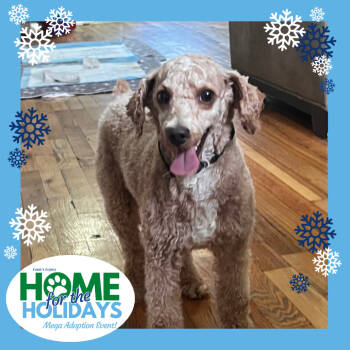 Rescue Poodle Dogs for Adoption - Eclair | PetCurious