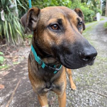 Rescue Mixed Breed Dogs for Adoption in Keaau, Hawaii - Gus | PetCurious