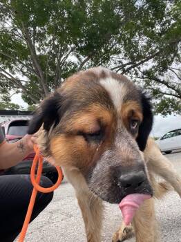 Bernardo “Bernie” -  Saint Bernard Dog Available for Adoption in New Braunfels, Texas - Bernardo “Bernie” | PetCurious