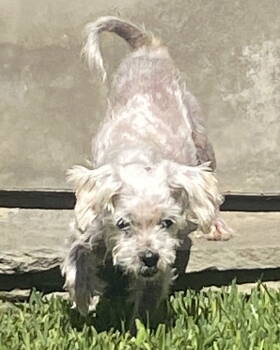 Rescue Poodle Dogs for Adoption in Corona, California - Scout | PetCurious