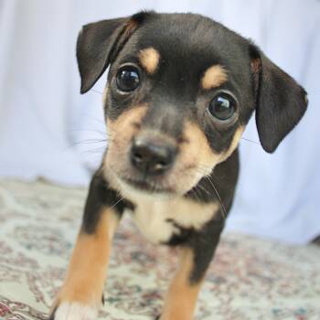 Floppsy -  Chihuahua Dog for Adoption in Springfield, Ohio - Floppsy | PetCurious