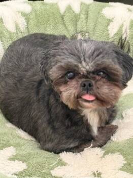 Rescue Shih Tzu Dogs for Adoption in Fort Myers Beach, Florida - Two Little Ones!!! | PetCurious