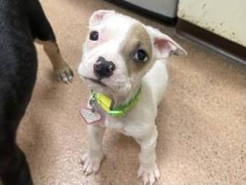 American Bulldog and Mixed Breed Dogs Available for Adoption - Willie | PetCurious