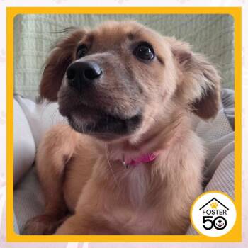 Gisele Thompson -  Mixed Breed Dog for Adoption in Toms River, New Jersey - Gisele Thompson | PetCurious