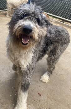 Bernadoodle Dogs Available for Adoption - Bernie | PetCurious