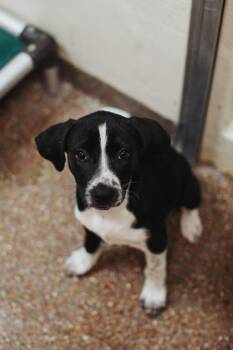 Labrador Retriever and Mixed Breed Dogs Available for Adoption in North Charleston, South Carolina - 05832B Frosted Flakes | PetCurious