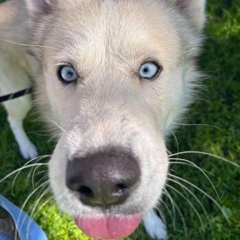 Chocolate -  Siberian Husky Dog for Adoption in Ojai, California - Chocolate | PetCurious