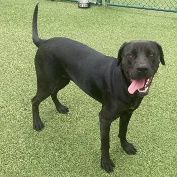 Salem 9377 -  Labrador Retriever and Mixed Breed Dog for Adoption in Loxahatchee Groves, Florida - Salem 9377 | PetCurious