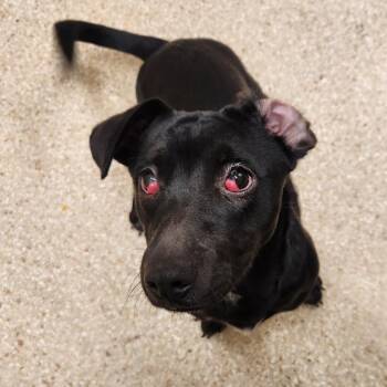Pal -  Dachshund and Mixed Breed Dog for Adoption in Reno, Nevada - Pal | PetCurious