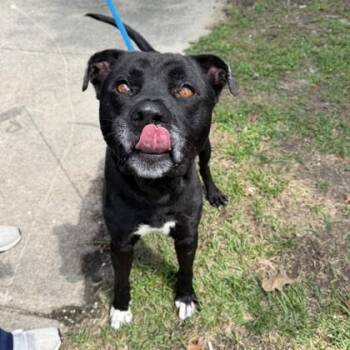Max -  Pit Bull Terrier and Mixed Breed Dog for Adoption in New Orleans, Louisiana - Max | PetCurious